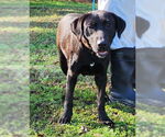 Small #2 Labrador Retriever Mix