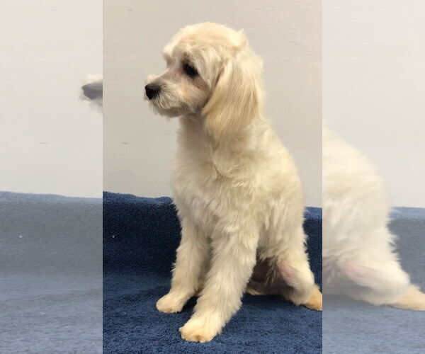 Medium Photo #3 Shih Tzu-Unknown Mix Puppy For Sale in Lincolnwood, IL, USA