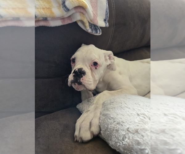 Medium Photo #31 Boxer Puppy For Sale in LAUREL, DE, USA