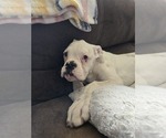 Small Photo #31 Boxer Puppy For Sale in LAUREL, DE, USA