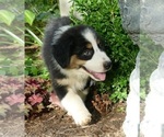 Small Photo #7 Australian Shepherd Puppy For Sale in EDDYVILLE, KY, USA