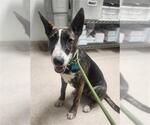 Small Bull Terrier Mix
