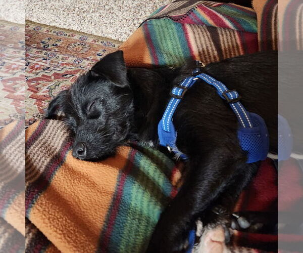 Medium Photo #2 Mutt Puppy For Sale in Emmett, ID, USA