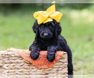 Goldendoodle Puppy for sale in DINWIDDIE, VA, USA