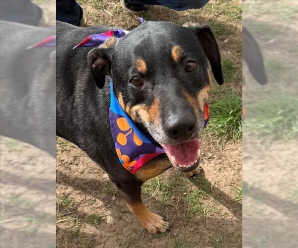 Medium Photo #1 Doberman Pinscher-Unknown Mix Puppy For Sale in Tulsa, OK, USA