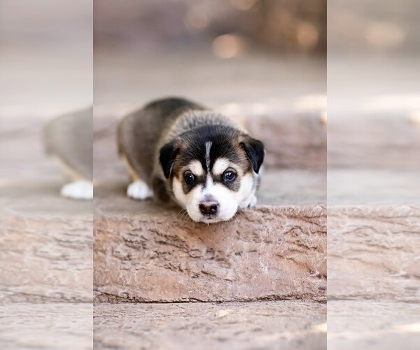 Medium Photo #7 Mutt Puppy For Sale in San Diego, CA, USA