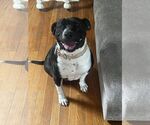 Small #10 Mutt
