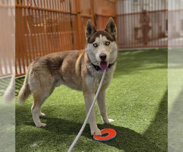 Medium Photo #1 Siberian Husky-Unknown Mix Puppy For Sale in Las Vegas, NV, USA