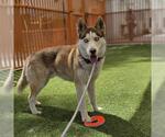 Small Siberian Husky Mix