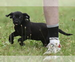 Small #3 Retriever  Mix