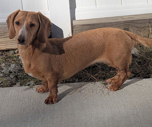 Medium Photo #2 Dachshund Puppy For Sale in Shelbyville, TN, USA