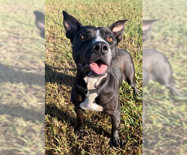 Medium Photo #1 Staffordshire Bull Terrier Puppy For Sale in Rosenberg, TX, USA