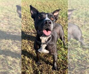 Staffordshire Bull Terrier Dogs for adoption in Rosenberg, TX, USA