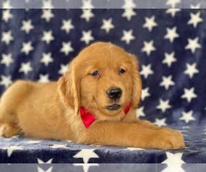 Golden Retriever Puppy for sale in LANCASTER, PA, USA