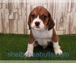 Puppy 0 Beagle-English Bulldog Mix