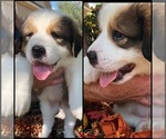 Small Photo #5 Great Bernese Puppy For Sale in OVERLAND, KS, USA