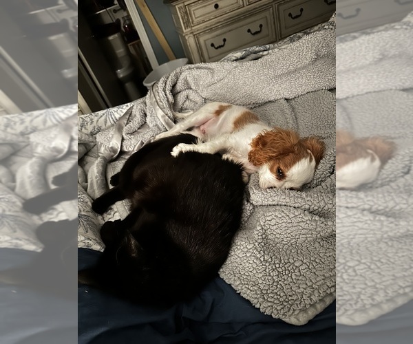Medium Photo #5 Cavalier King Charles Spaniel Puppy For Sale in DANVILLE, VA, USA