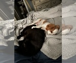 Small #4 Cavalier King Charles Spaniel