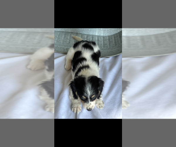 Medium Photo #3 Dachshund Puppy For Sale in NILES, MI, USA