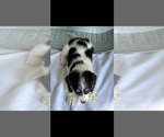 Small #2 Dachshund