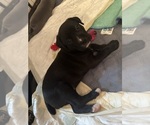 Small Photo #10 Cane Corso-German Shepherd Dog Mix Puppy For Sale in SPRING, TX, USA