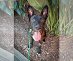 Small #2 Labrador Retriever Mix