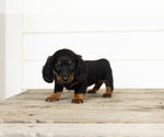 Small #3 Dachshund