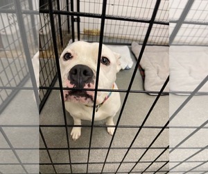 Liberty - Female American Pit Bull Terrier-Unknown Mix Dog for Adoption - Photo #5