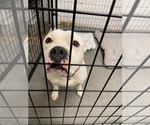 Small #4 American Pit Bull Terrier Mix