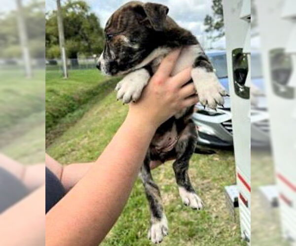 Medium Photo #1 Mutt Puppy For Sale in Houston, TX, USA