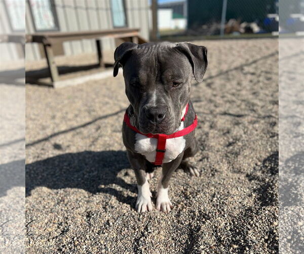 Medium Photo #31 American Pit Bull Terrier-Unknown Mix Puppy For Sale in Fargo, ND, USA