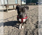 Small #30 American Pit Bull Terrier Mix