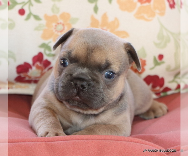 Medium Photo #2 French Bulldog Puppy For Sale in WINNSBORO, TX, USA