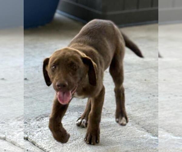 Medium Photo #2 Labrador Retriever-Unknown Mix Puppy For Sale in Yardley, PA, USA