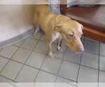 Small Labrador Retriever Mix