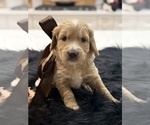 Small #1 Goldendoodle (Miniature)