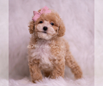 Small #3 Poodle (Toy)