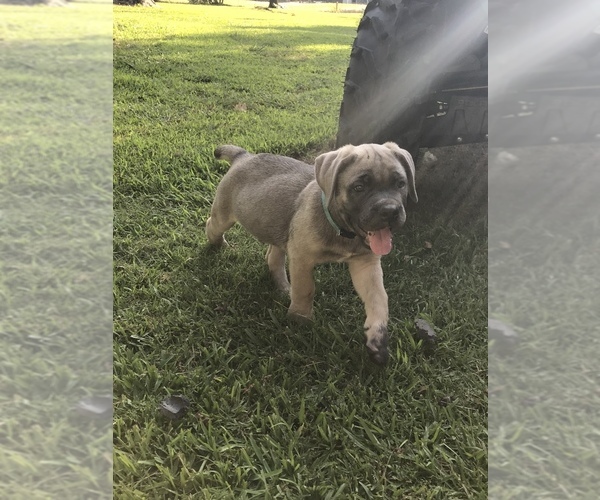 Medium Photo #4 Cane Corso Puppy For Sale in AMORY, MS, USA