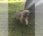 Small Photo #4 Cane Corso Puppy For Sale in AMORY, MS, USA