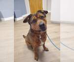 Small #19 American Staffordshire Terrier