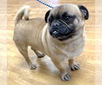Small #1 Pug