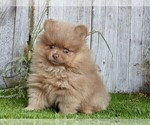 Small #20 Pomeranian