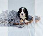 Small #2 Bernese Mountain Dog