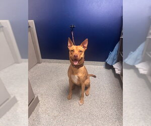 Labrador Retriever-Unknown Mix Dogs for adoption in Pasadena, TX, USA