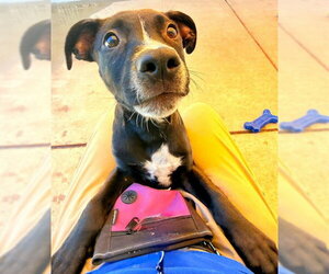Mutt Dogs for adoption in Sacramento, CA, USA