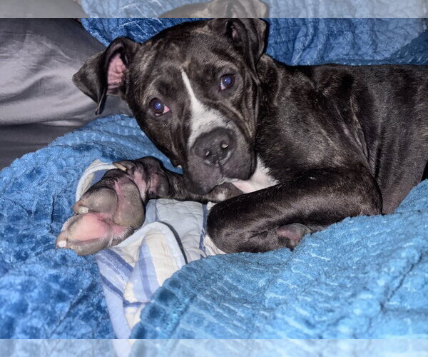 Medium Photo #13 Mutt Puppy For Sale in Mount Laurel, NJ, USA