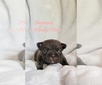 Small Photo #2 French Bulldog Puppy For Sale in NOONDAY, TX, USA