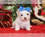 Small #14 Maltese