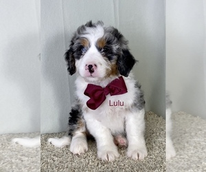 Medium Miniature Bernedoodle