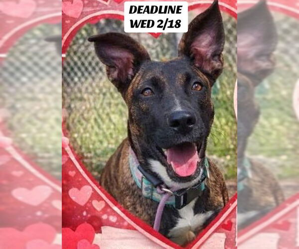 Medium Photo #2 Holland Shepherd-Unknown Mix Puppy For Sale in Sacramento, CA, USA